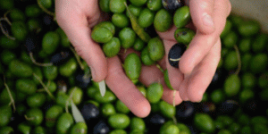 Olive crop
