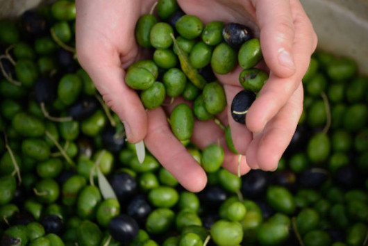 The Olive Crop